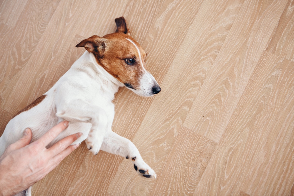 Torsione dello stomaco nel cane cause, sintomi e cure