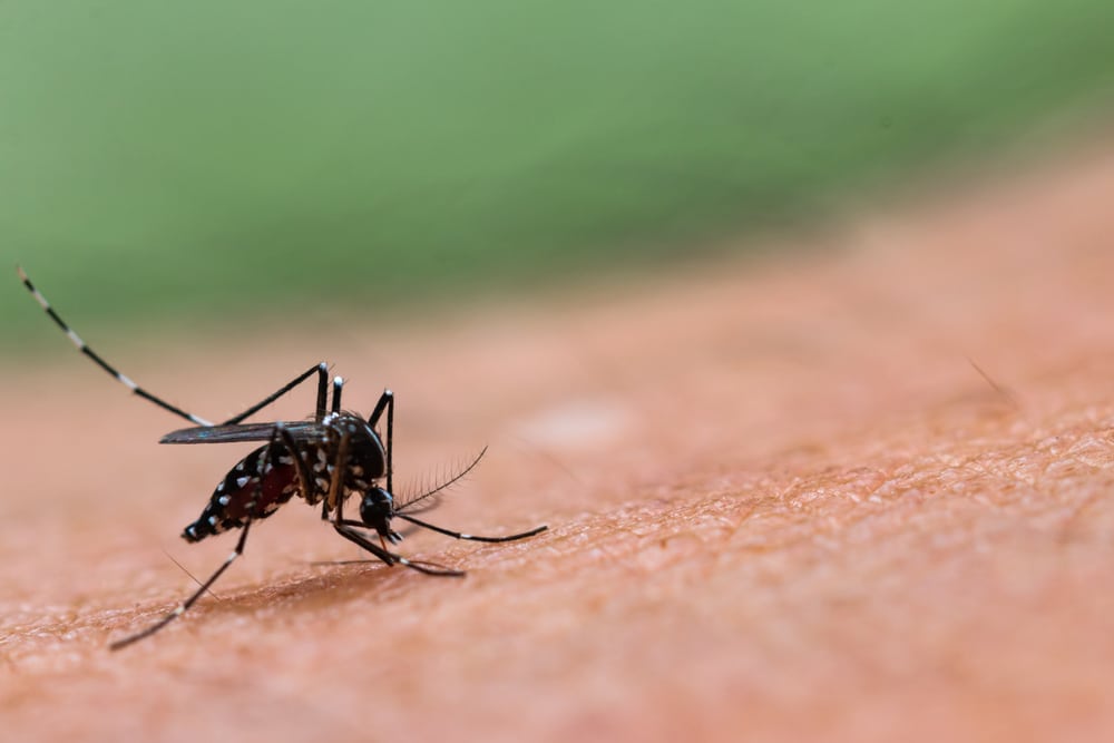 Zanzara tigre: come prevenire le punture di questo insetto