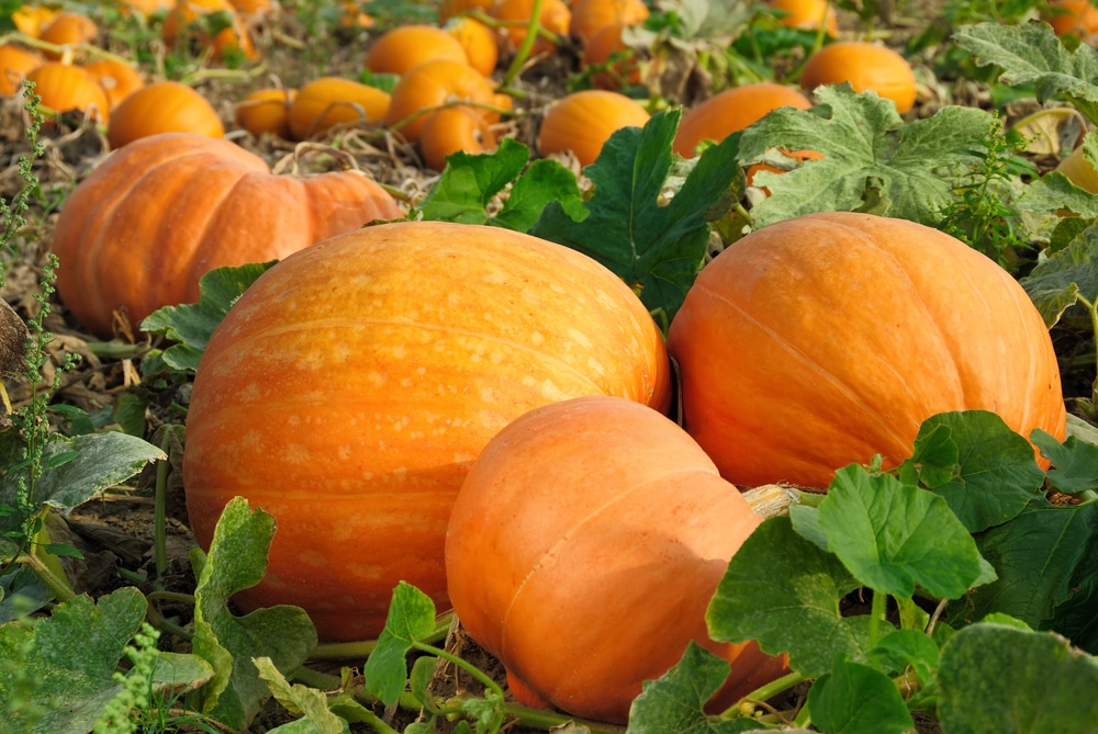 Zucca come coltivarla nel modo corretto