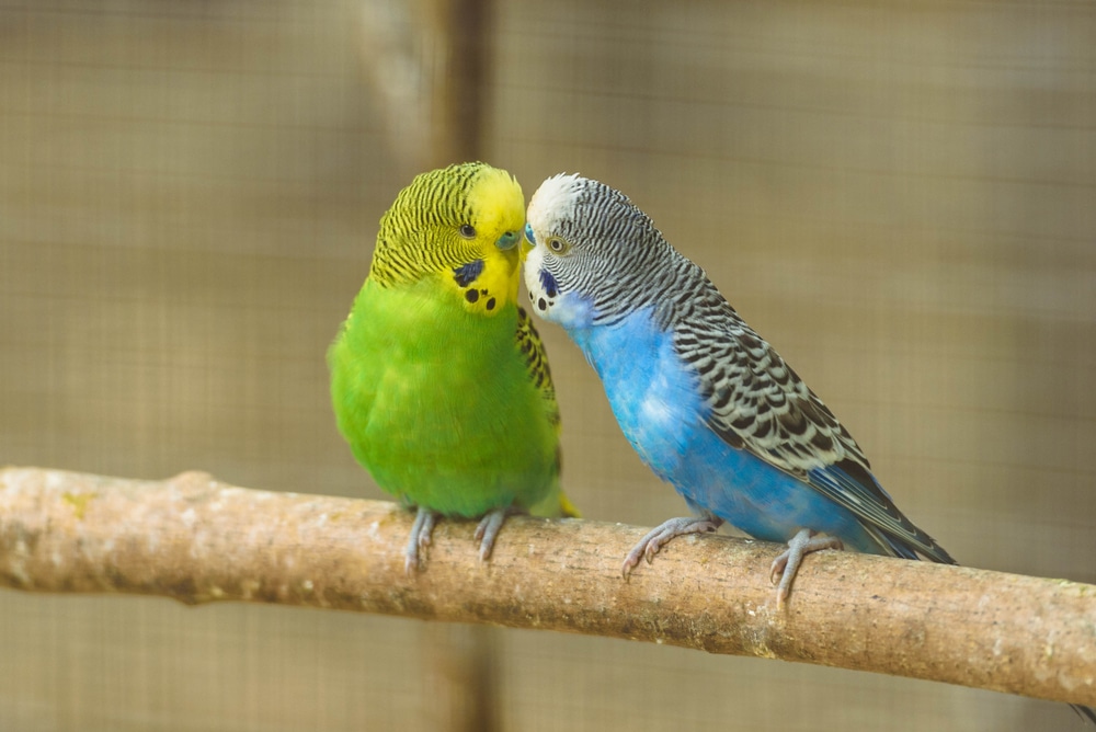 Cocorite tutto su questi piccoli e curiosi pappagalli