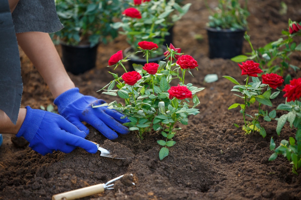 Come coltivare le rose, il fiore simbolo dell'amore