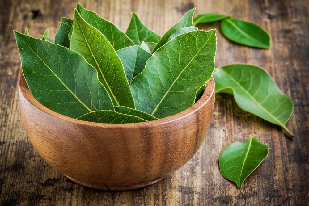 Foglie di alloro tutte le proprietà di questo rimedio naturale