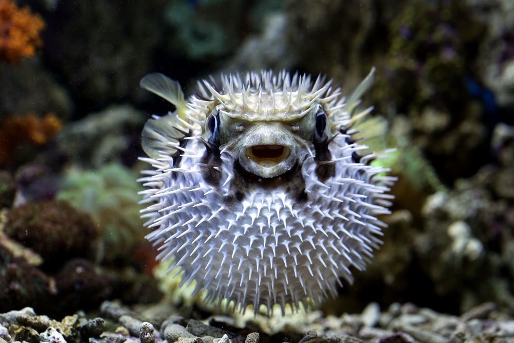 Pesce palla curiosità e caratteristiche