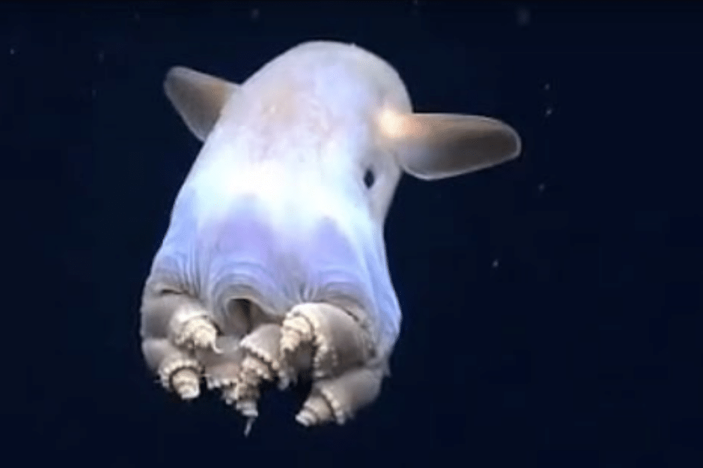 Polpo Dumbo caratteristiche di questo strano animale marino
