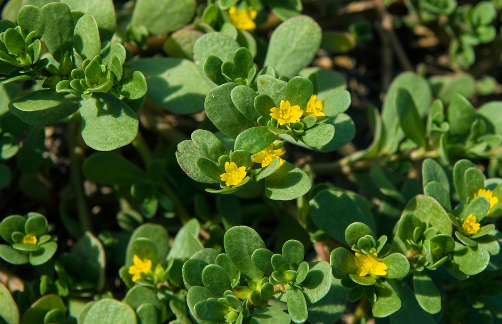 Portulaca tutte le proprietà e i benefici di questa pianta