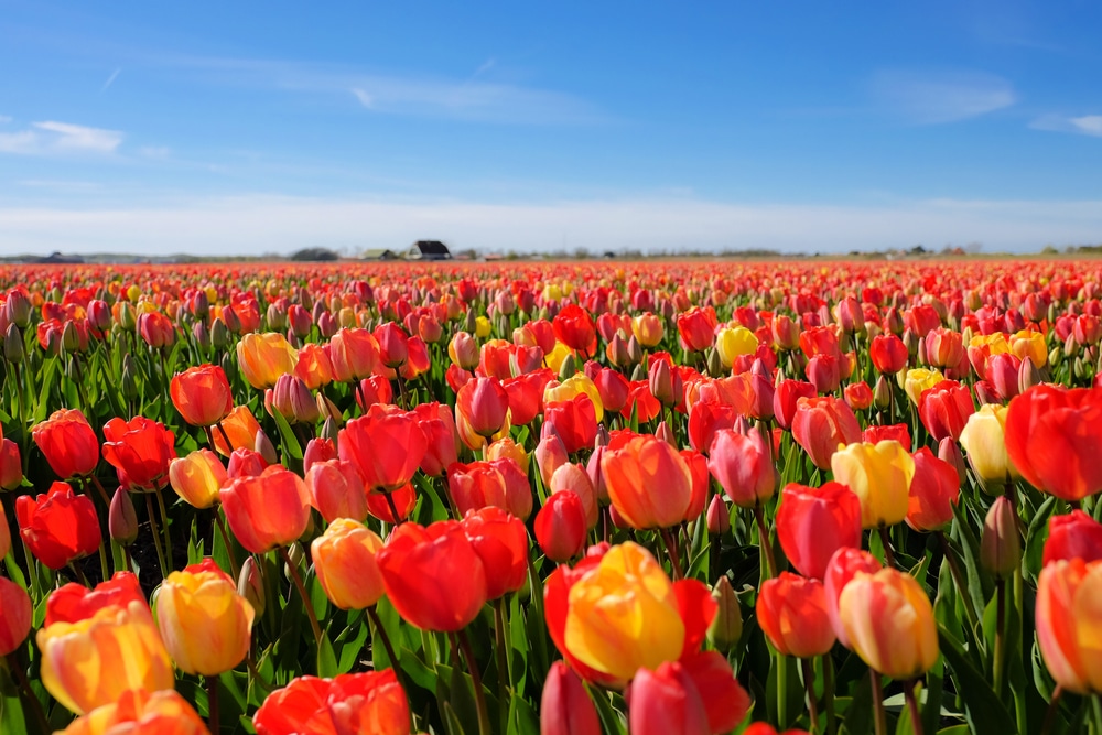 Tulipano caratteristiche e coltivazione