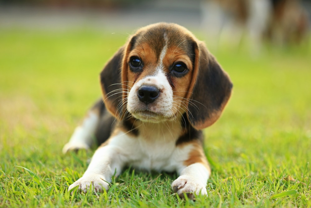 Beagle, un cane affettuoso e adatto ai bambini