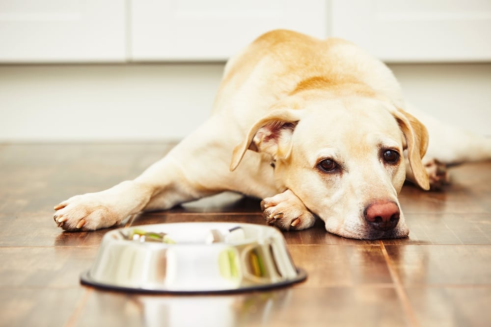 Cane solo in casa quando diventa reato di abbandono