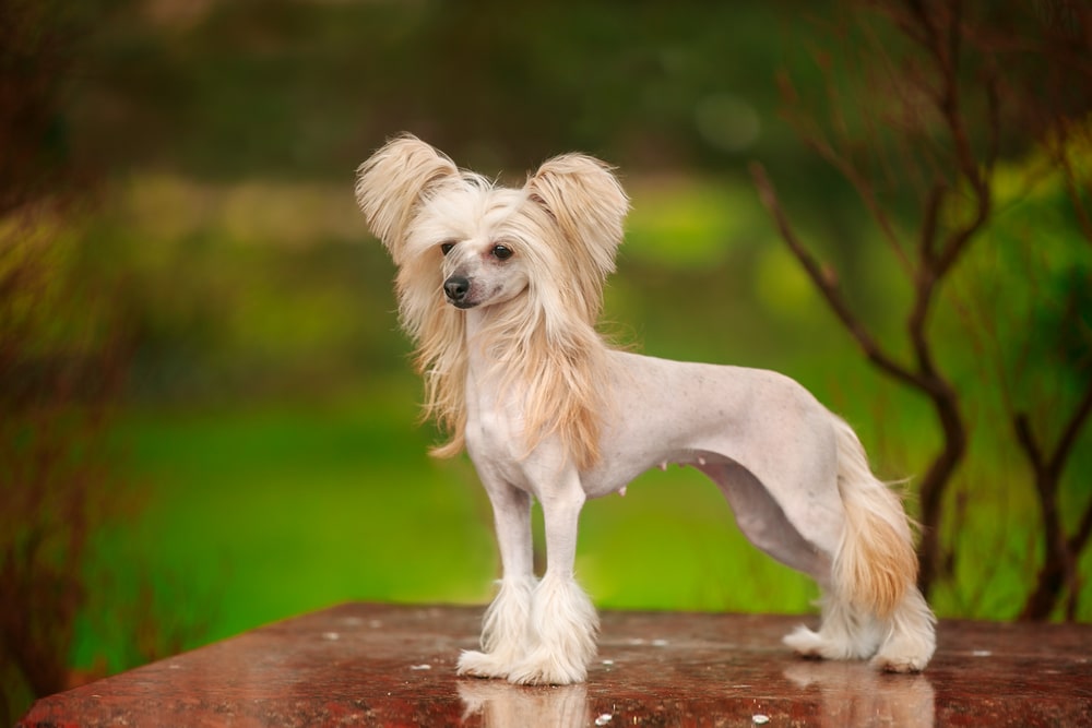 Chinese Crested Dog carattere del cane senza pelo