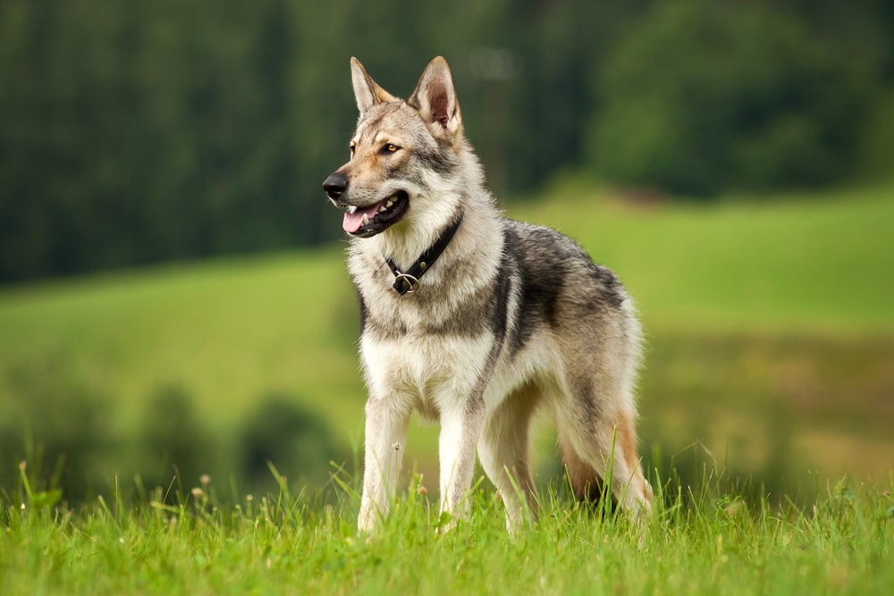 Lupo cecoslovacco, un cane maestoso e leale