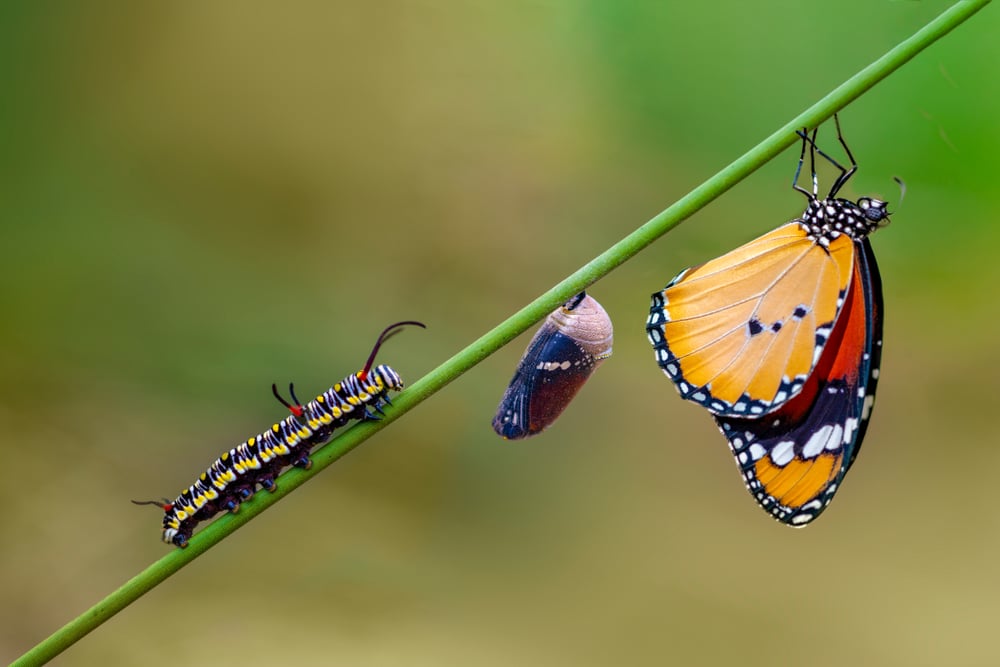 Quanto vive una farfalla tutto quello che c'è da sapere
