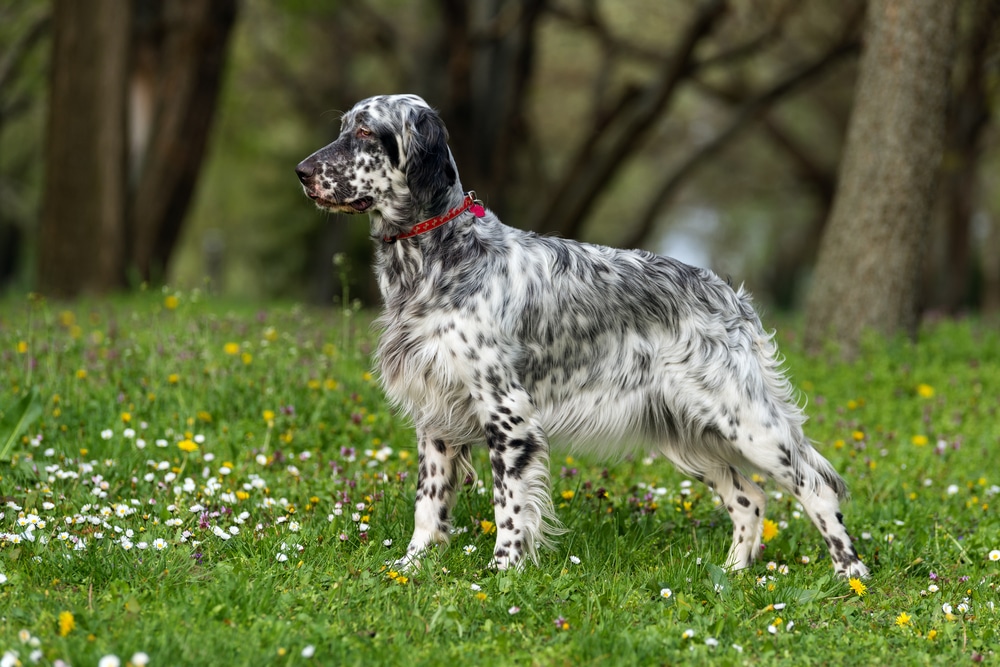 Setter inglese carattere, abitudini e storia