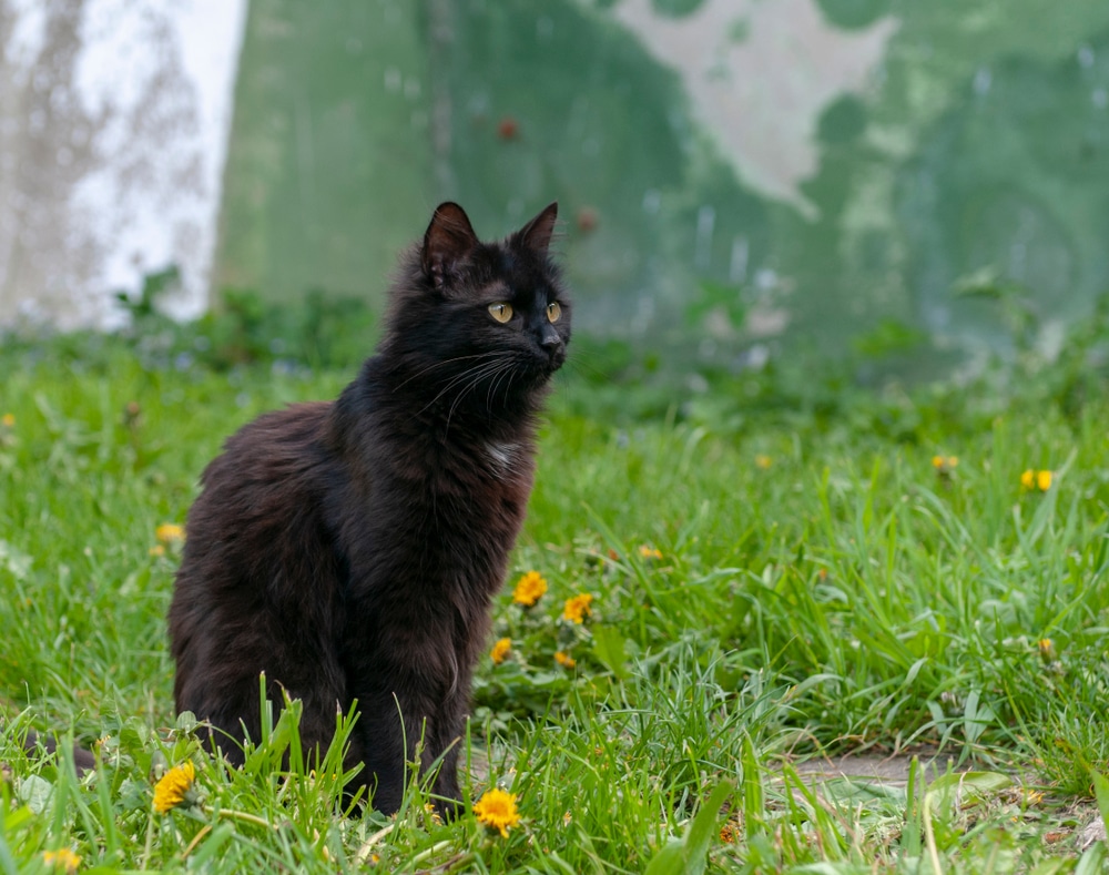 York Chocolate, un gatto affettuoso color cioccolato