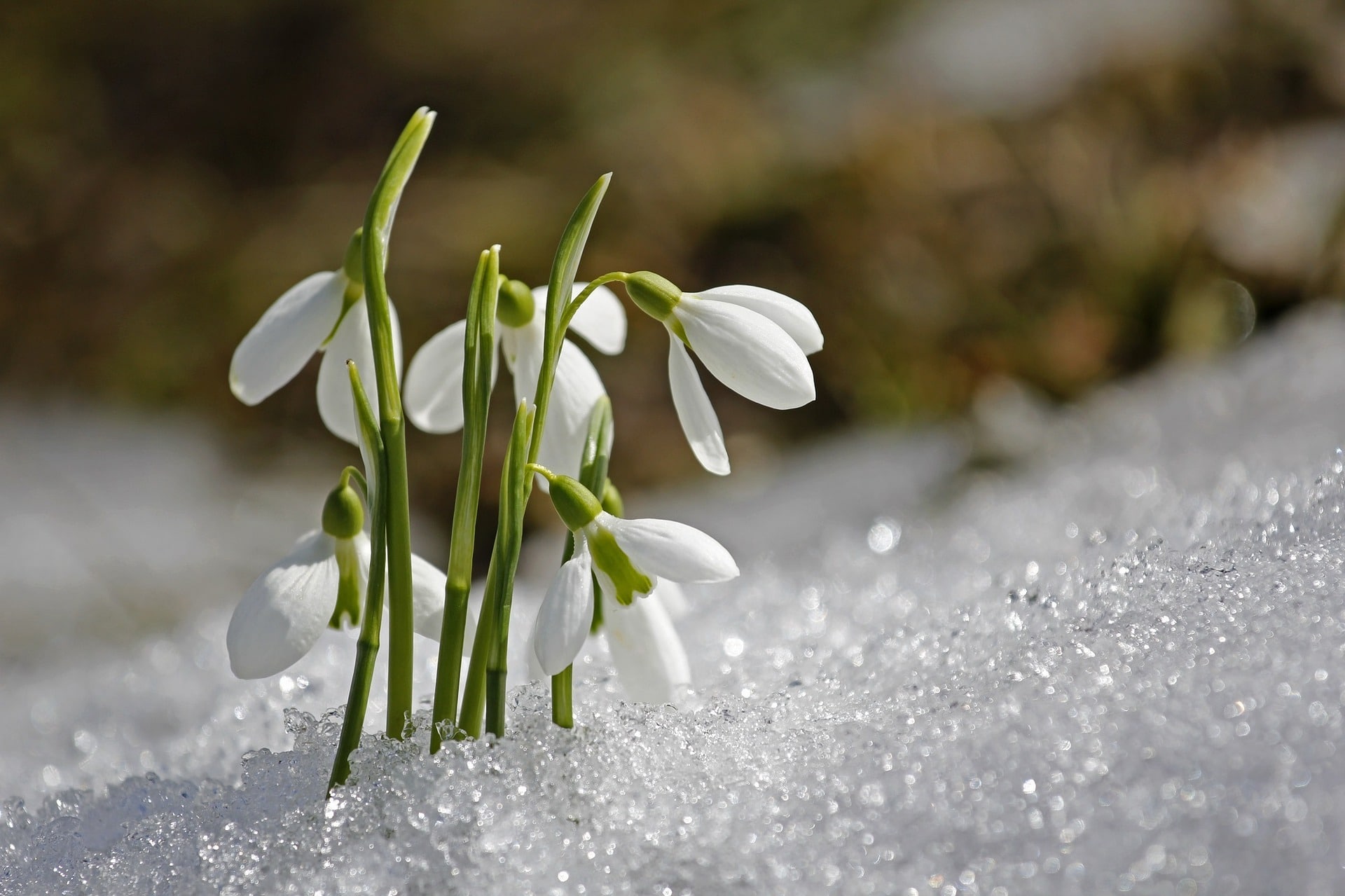 Bucaneve il fiore dell'inverno facile da coltivare