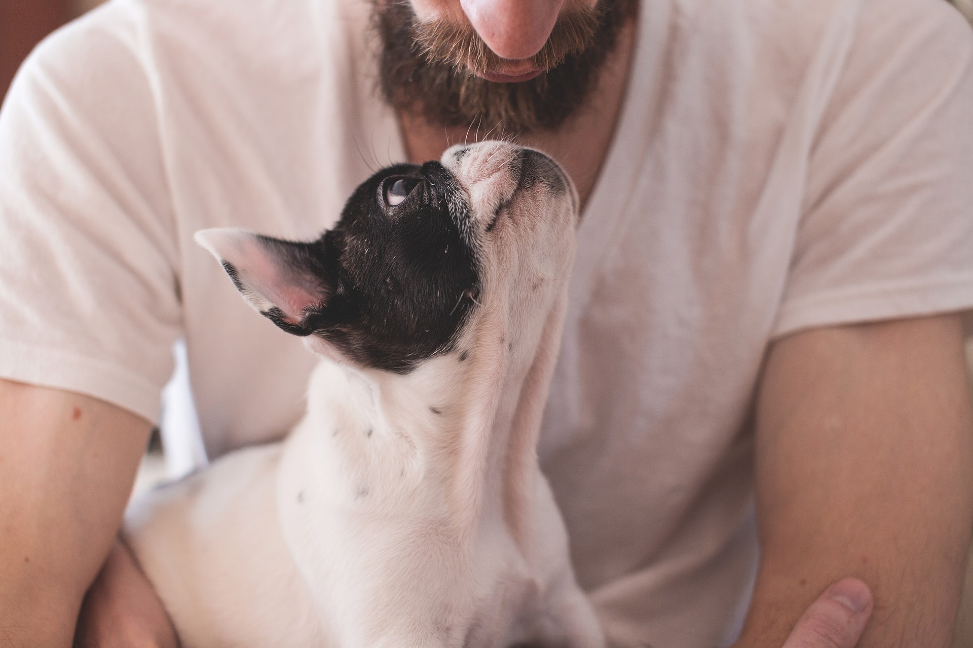 Coronavirus, come proteggere gli animali domestici