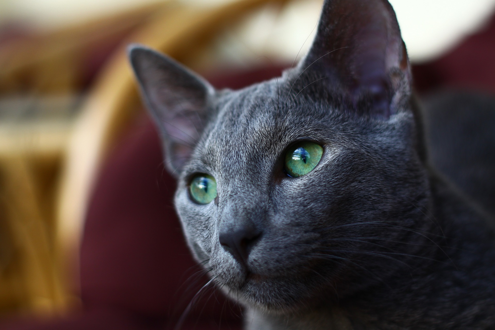 Gatto Blu di Russia, l'elegante felino degli zar
