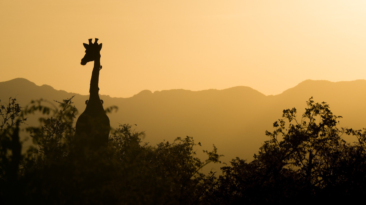 Kenya, protetto da un dispositivo GPS l’ultimo esemplare di giraffa bianca al mondo