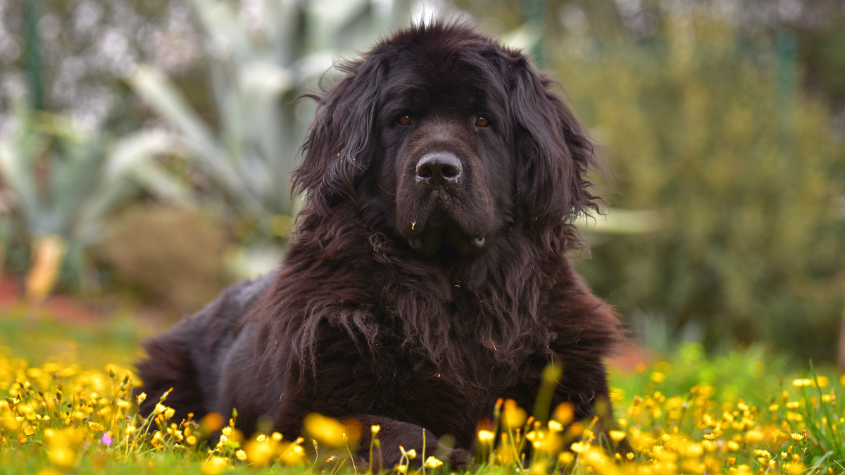 Cane Terranova, 5 curiosità sul gigante buono