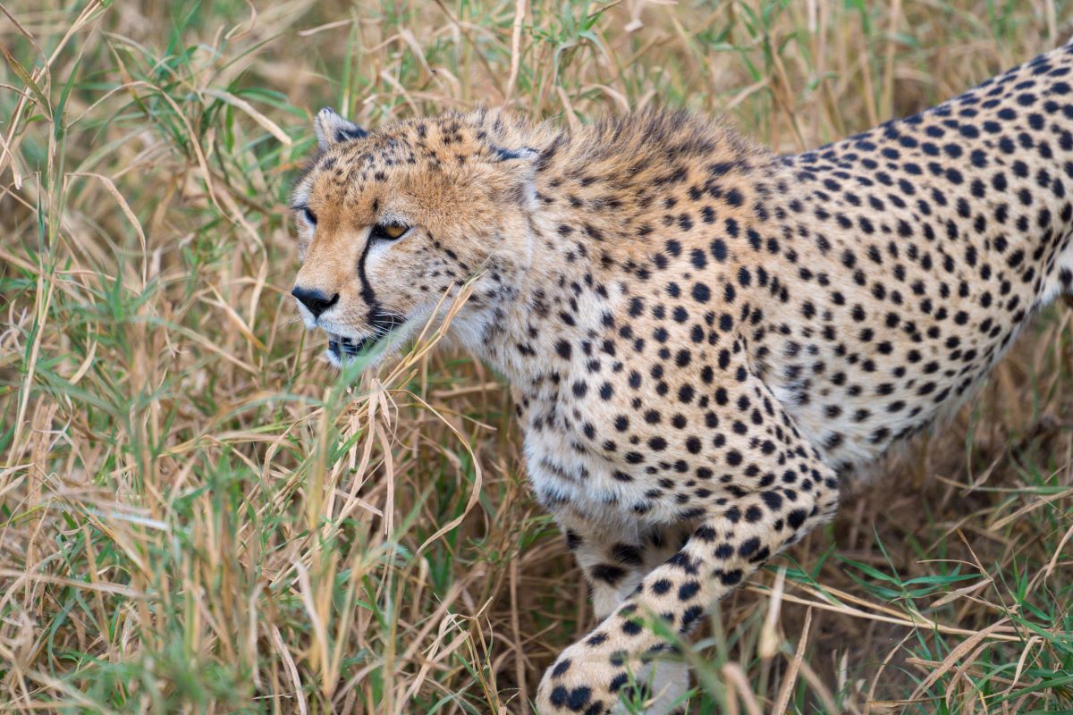 Ghepardo curiosità sul felino più veloce al mondo