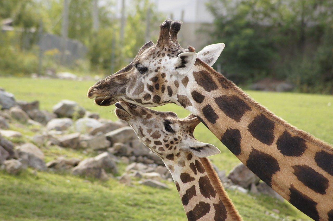 Giraffa, 5 curiosità sul più alto animale vivente
