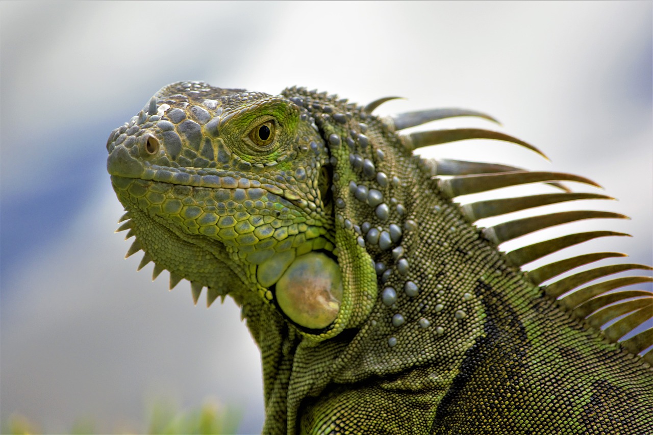 Iguana: 5 curiosità sull'antico rettile tropicale