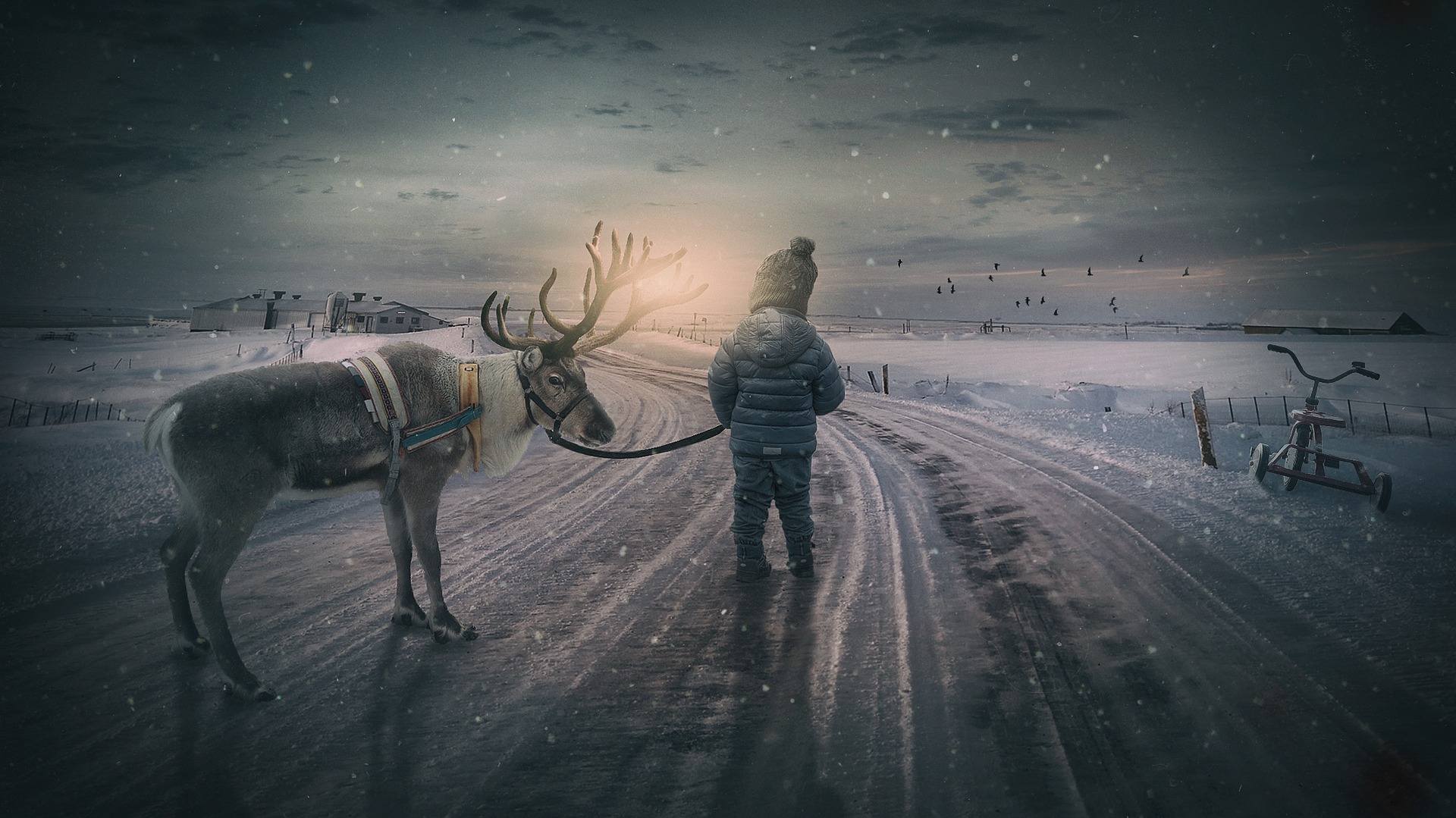 Le renne di Babbo Natale tra realtà e leggenda