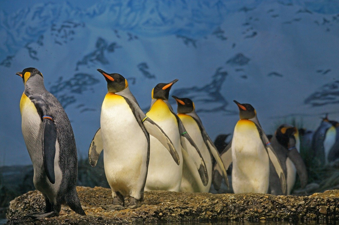 Pinguini, 5 curiosità su questi uccelli acquatici