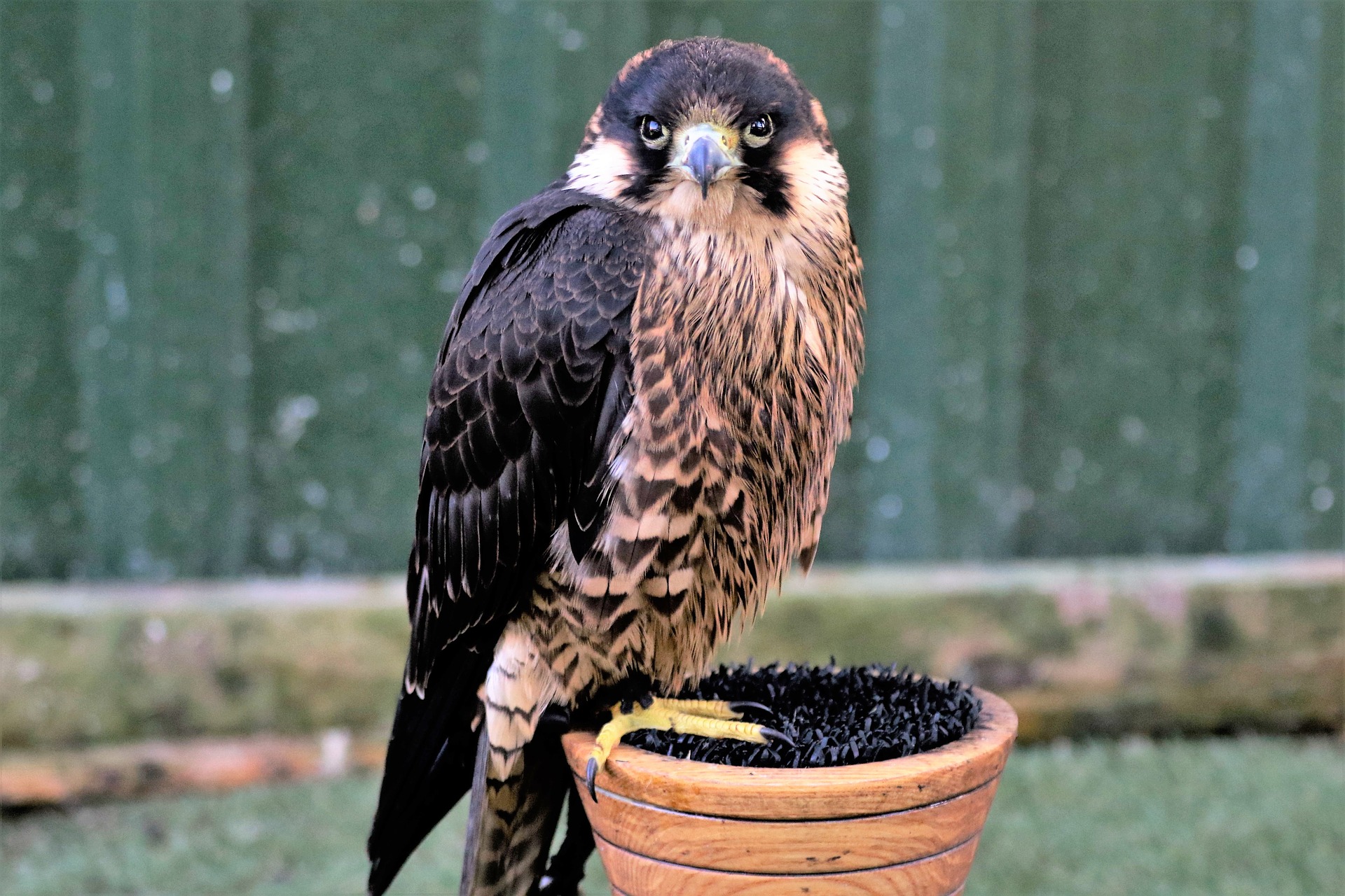 Falco pellegrino, 4 curiosità sull'uccello rapace