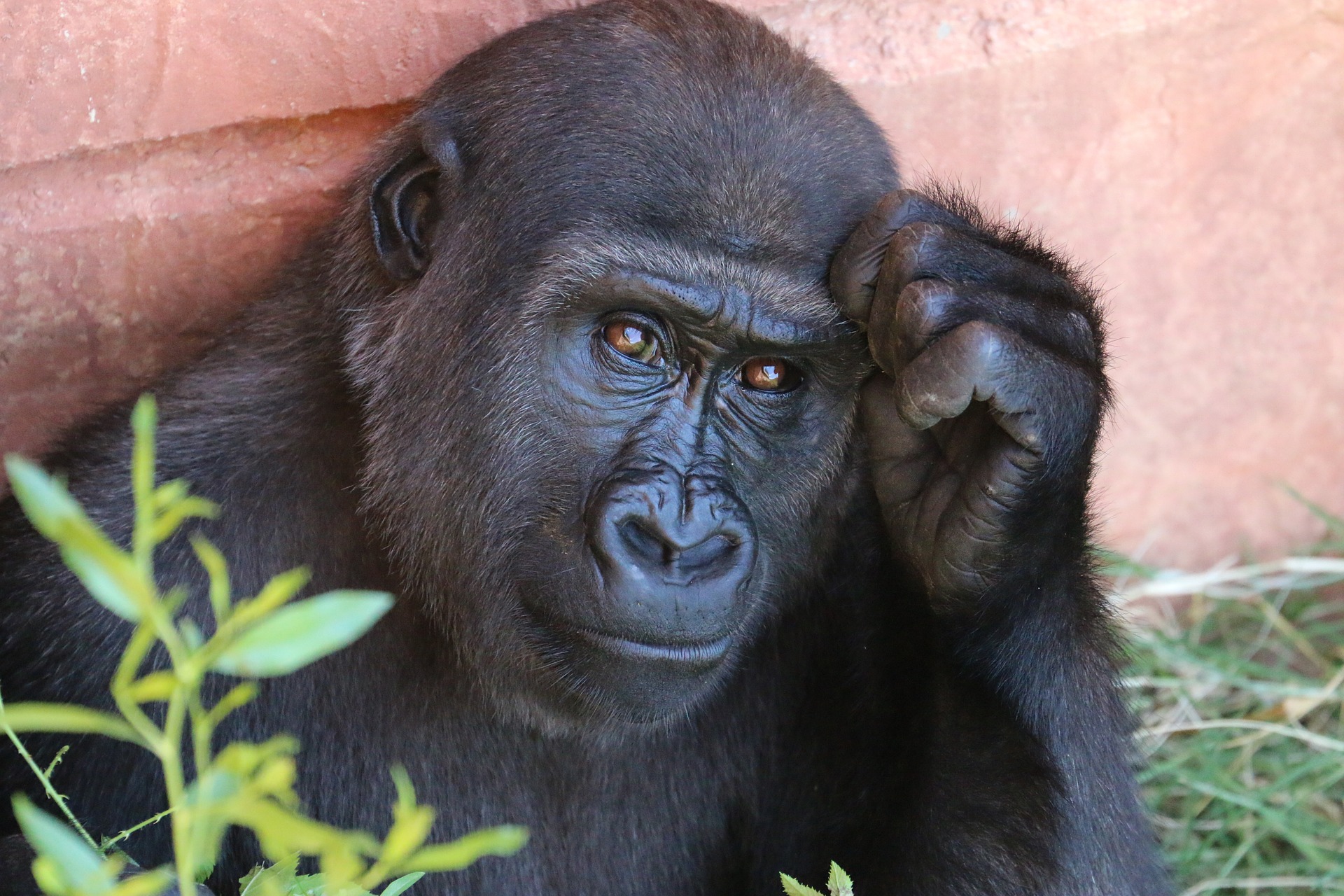 Gorilla, 4 curiosità sul più grande primate
