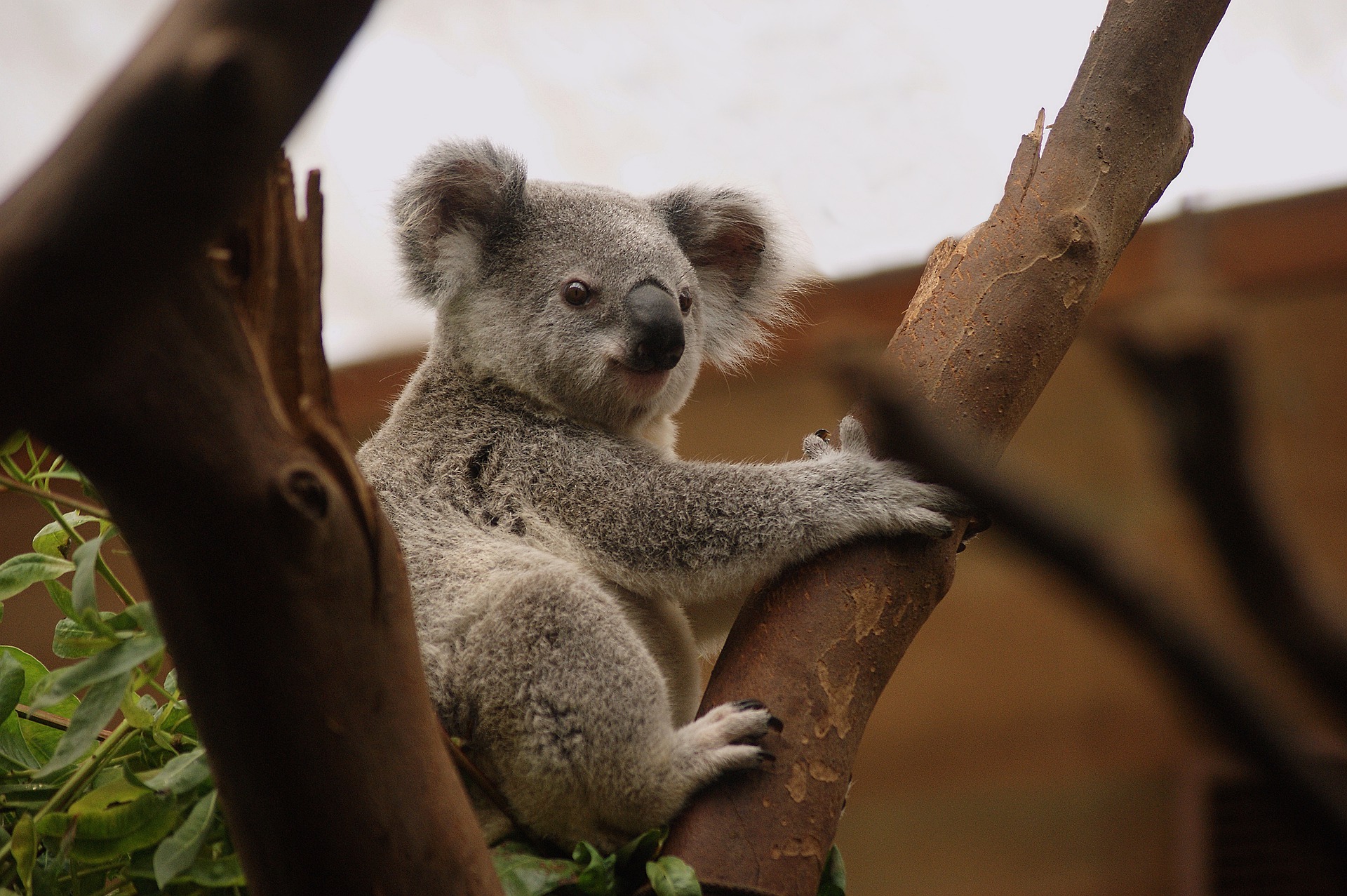 Koala, 4 curiosità sul marsupiale australiano