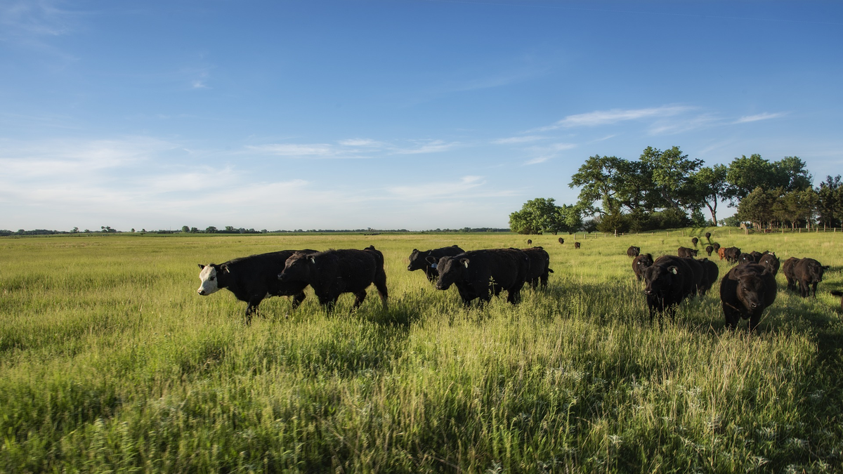 Carne grass fed: cos’è e quali benefici comporta?