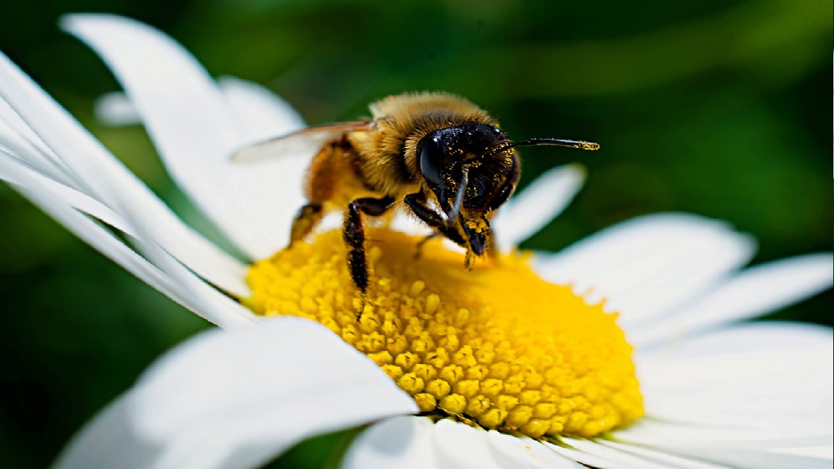 Punture di insetti: come trovare sollievo