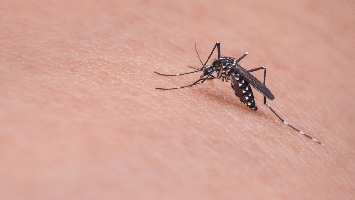 Zanzare: i rimedi naturali per allontanarle