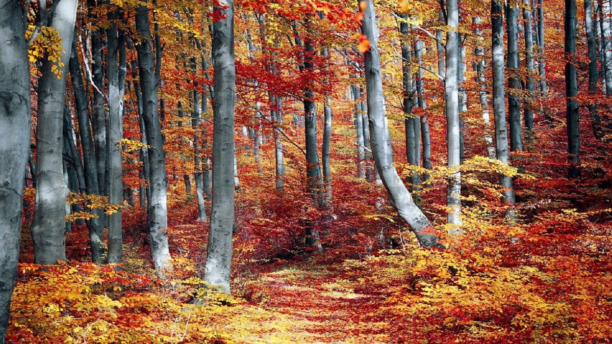 Il treno del foliage, un viaggio tra i colori dell’autunno