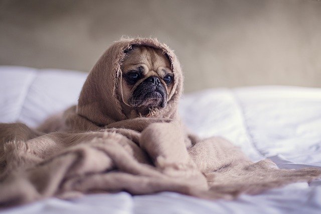 perdita-pelo-cane-letto