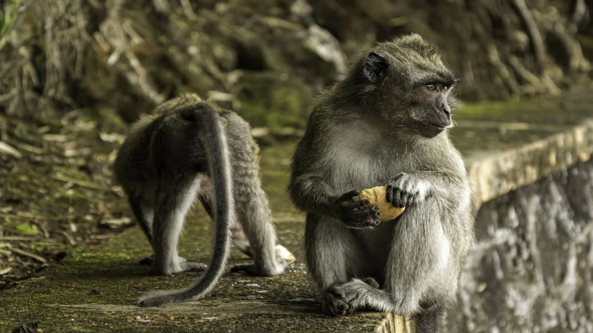 Vaiolo delle scimmie, la Svizzera valuta acquisto vaccino