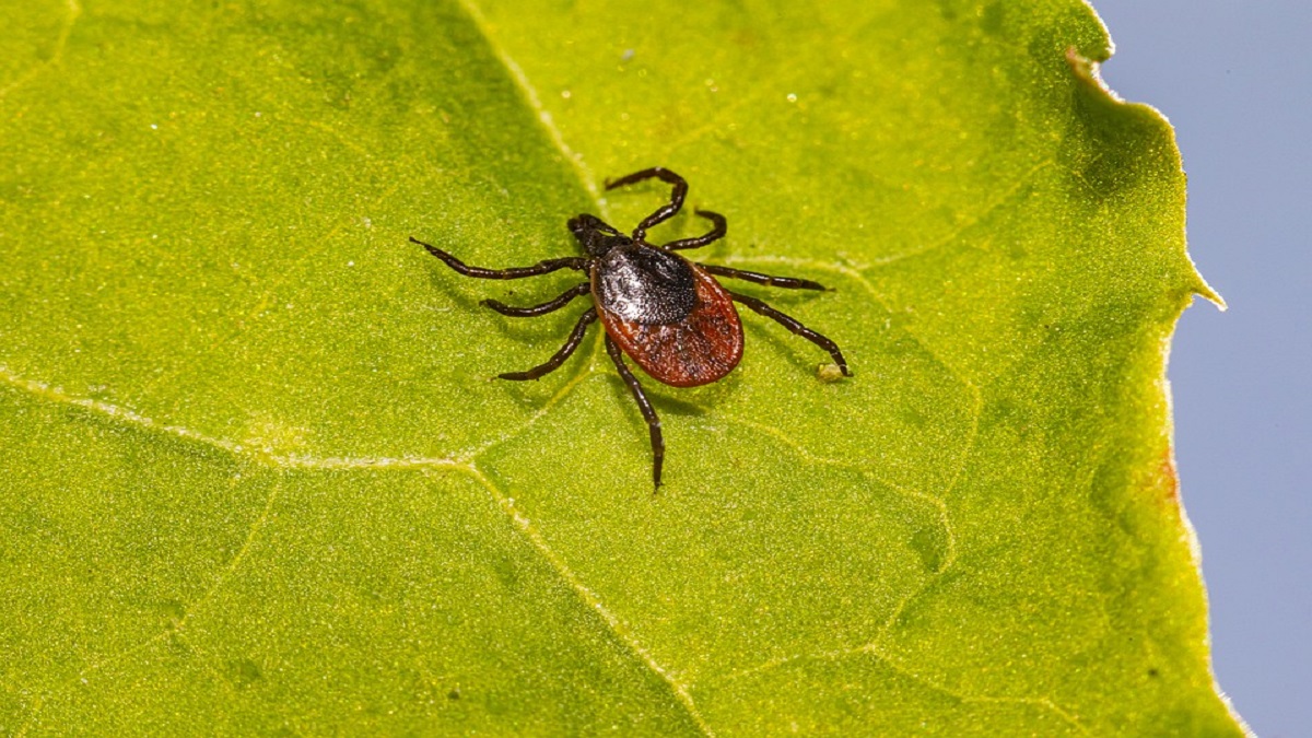 Allerta zecche in Italia, come difendersi