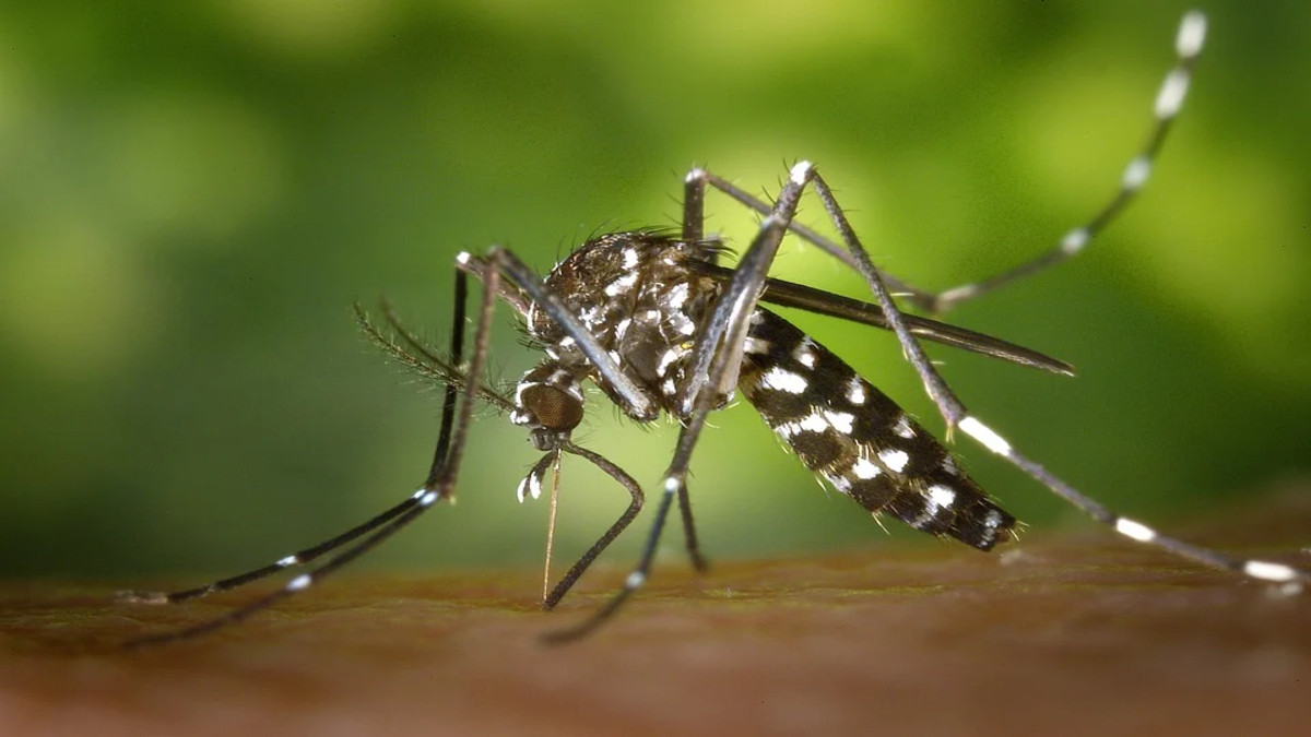Febbre Dengue, casi anche in Italia: sintomi e cura