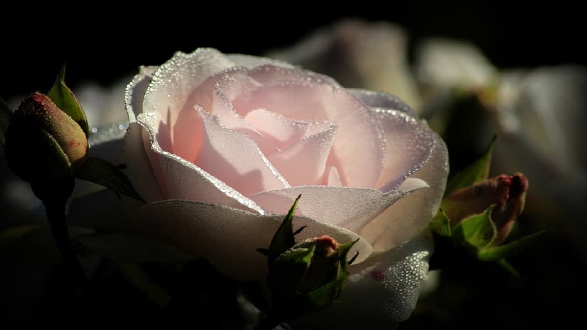 Acqua di rose, cos’è e quali sono i suoi benefici?