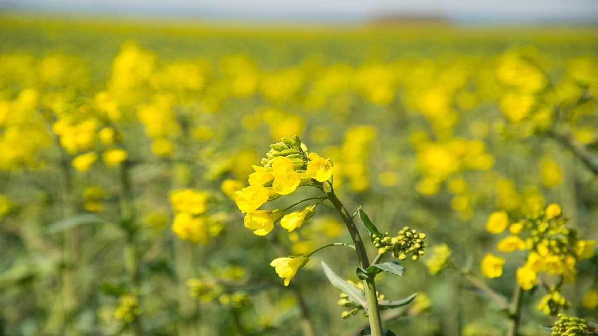 Olio di Colza: benefici e usi cosmetici