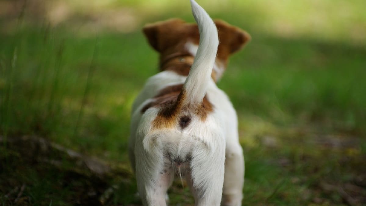 Animali: la coda dei cani a che cosa serve?