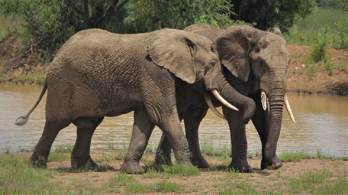 Animali, gli elefanti africani si riconoscono con gli odori