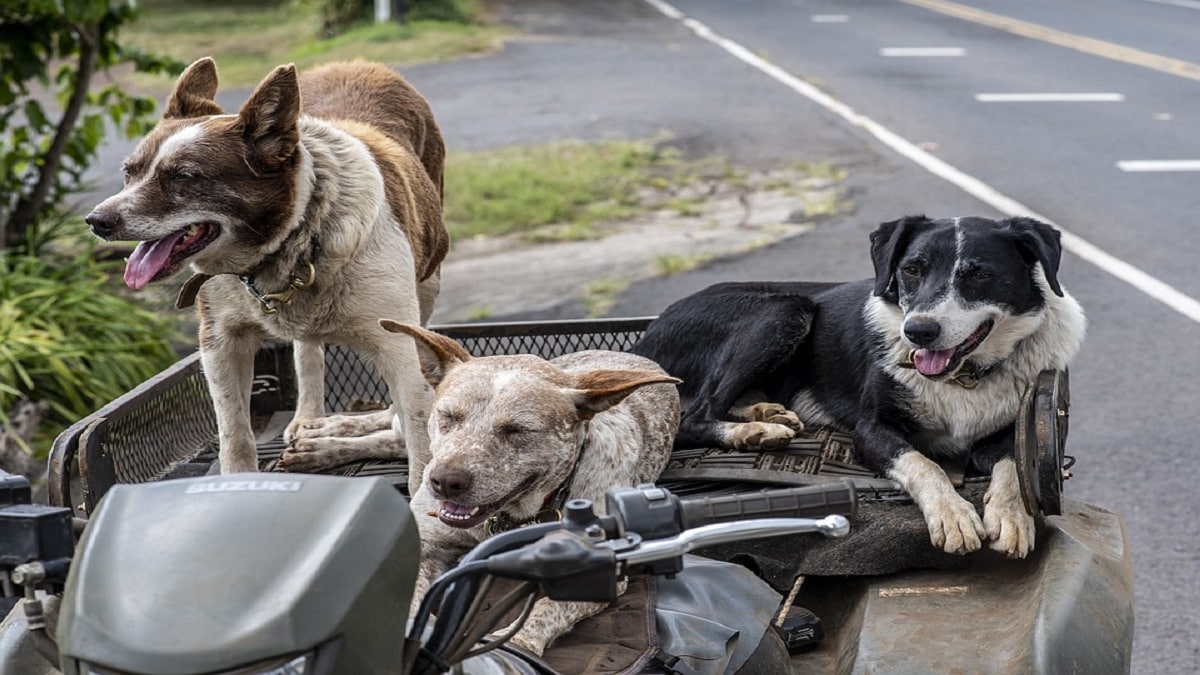 Animali: i cani potrebbero sopravvivere senza l’uomo?