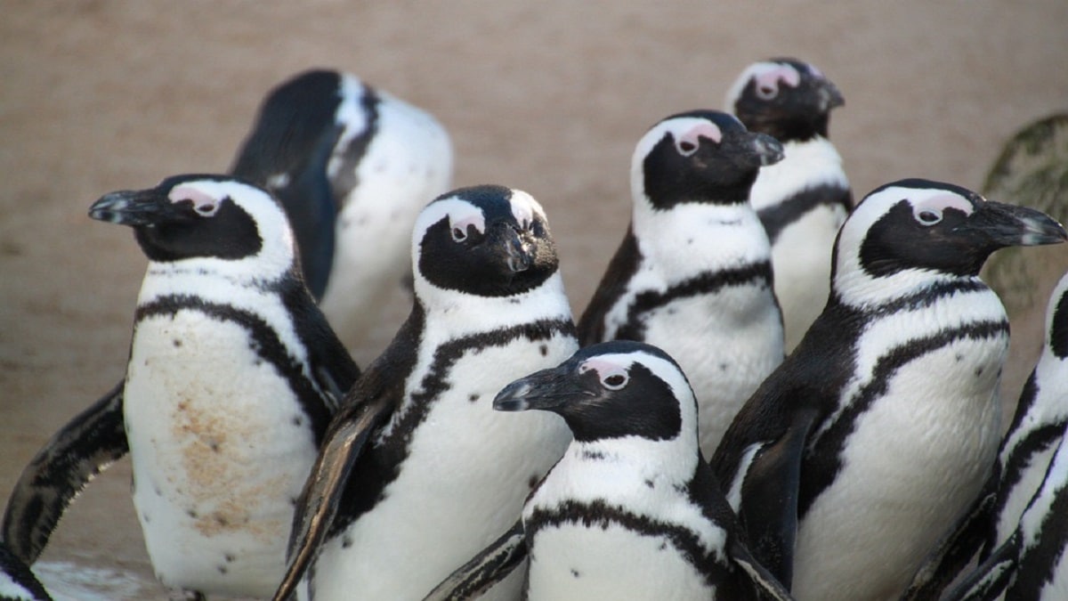 Ecologia: l'importanza della cacca di pinguino