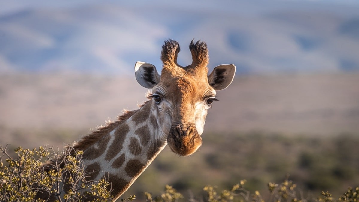 Le giraffe usano la statistica per prendere decisioni
