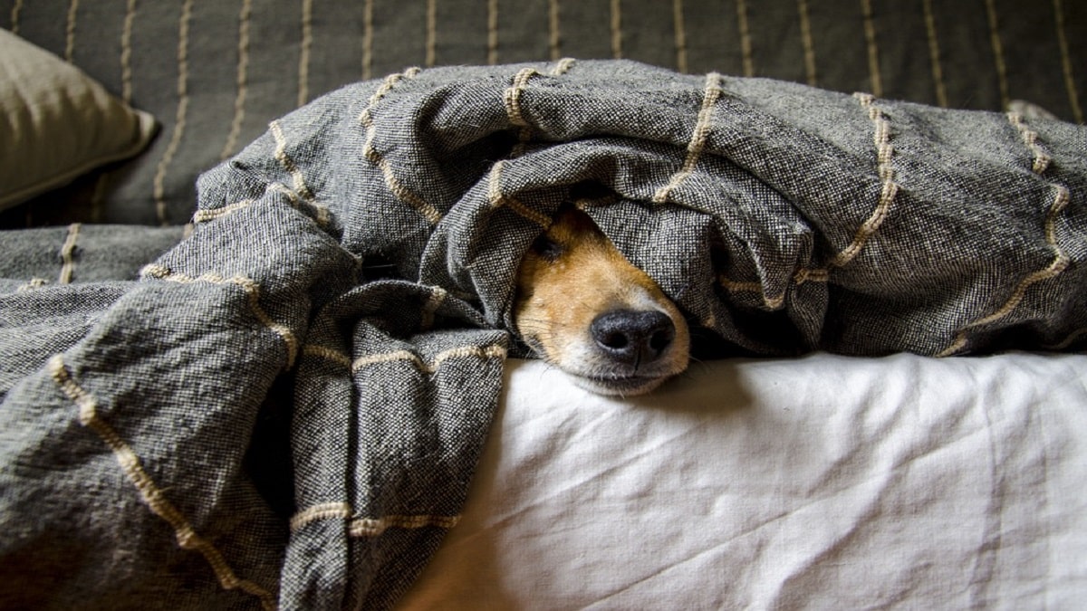 Qualità del sonno: se hai un cane o un gatto dormi male