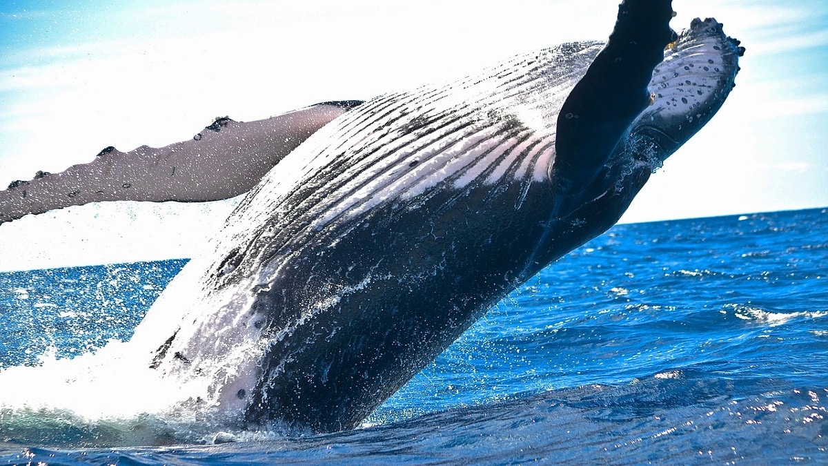 Balene: è vero che sottraggono CO2 all’atmosfera?