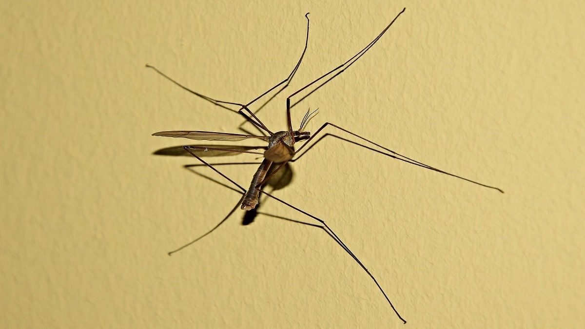 Come fanno le zanzare a scegliere chi pungere?