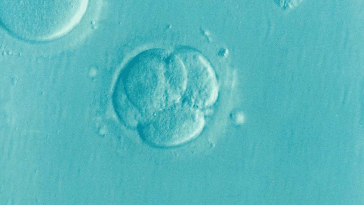 Embrioni umani ‘sintetici’: di cosa si tratta?