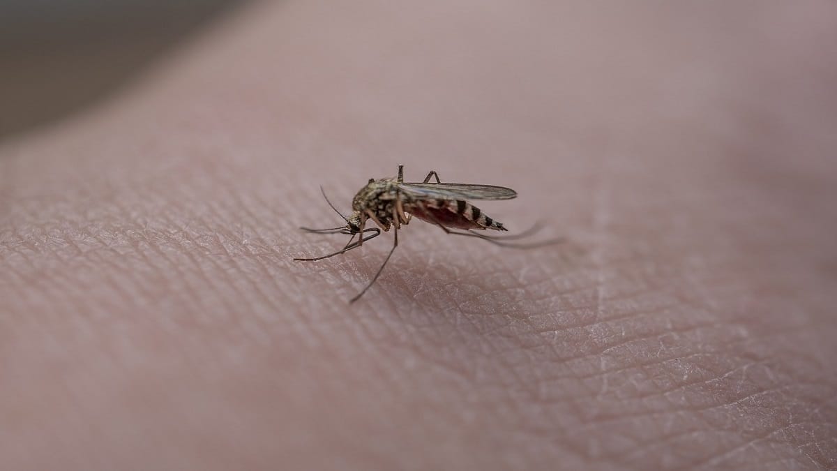 Sindrome di Skeeter: l’allergia alle punture di zanzara